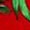Red Green